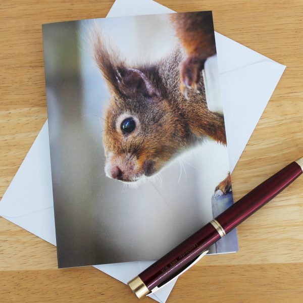 Red squirrel photo card