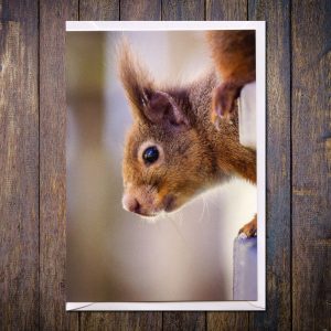 Red squirrel photo card