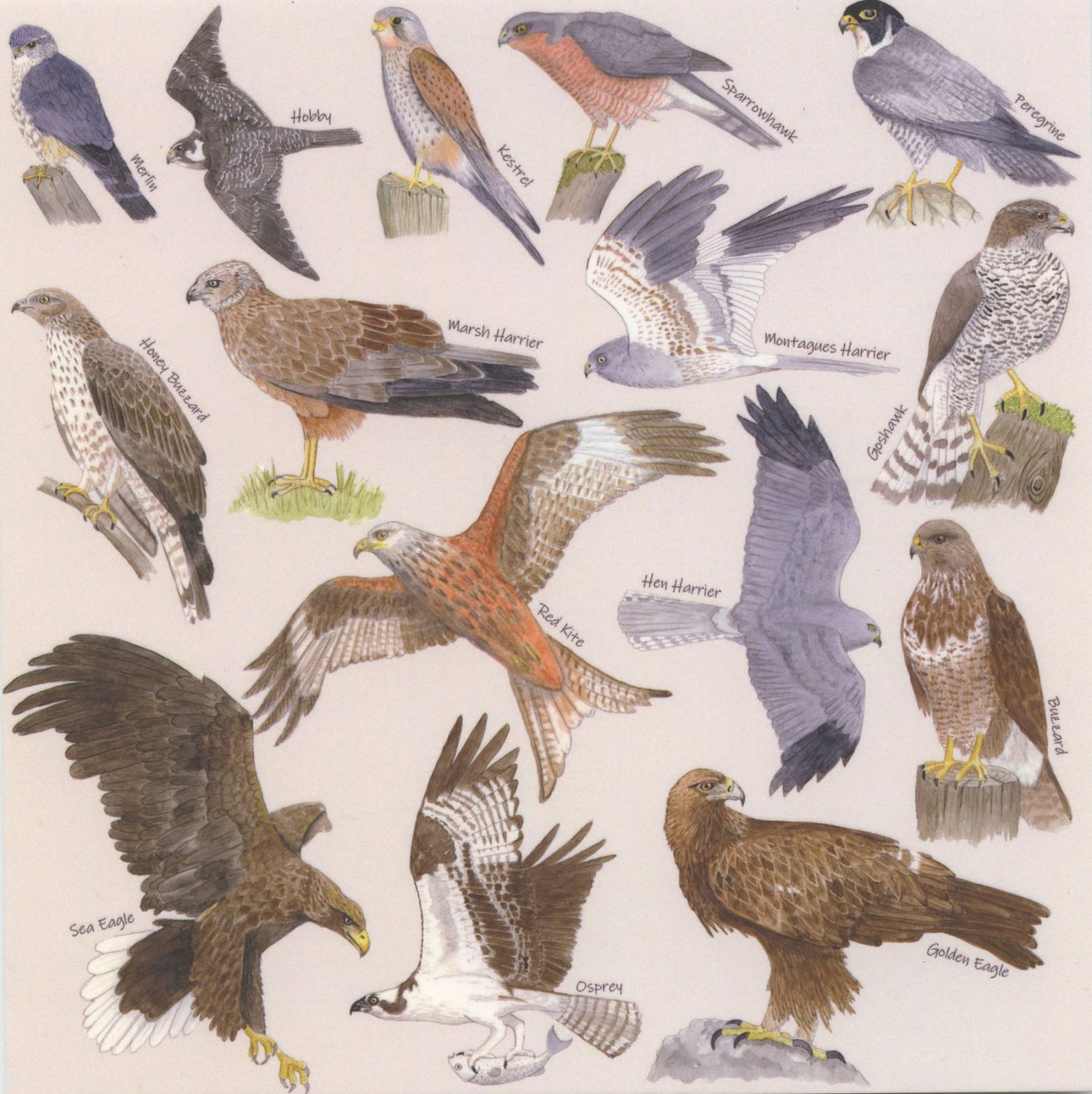 british-birds-of-prey-identification-a5-card-postcard-art-print