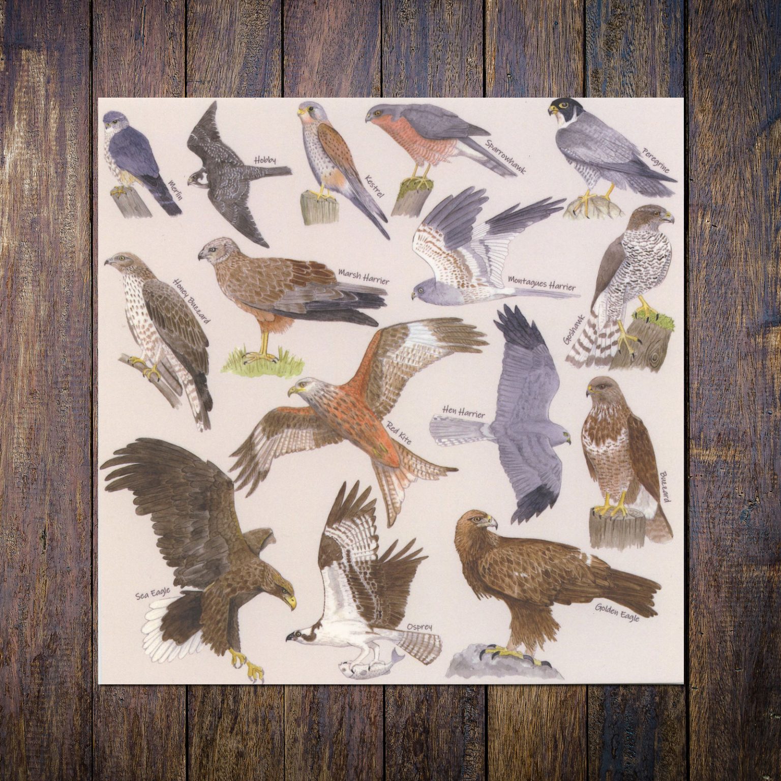 British Birds of Prey Identification A5 Card Postcard, Art Print
