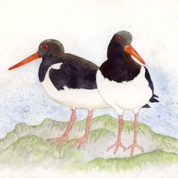 oystercatcher greetings card