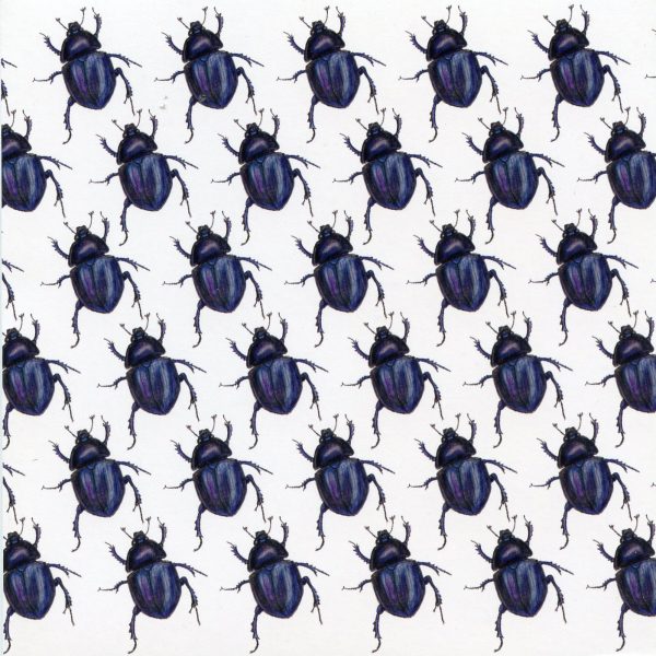 beetle notecard