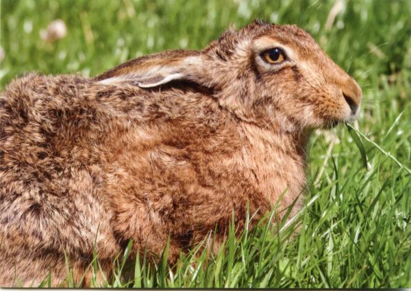 Brown-hare-greetings-card