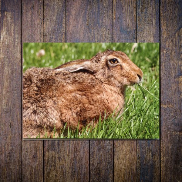 Brown-hare-greetings-card