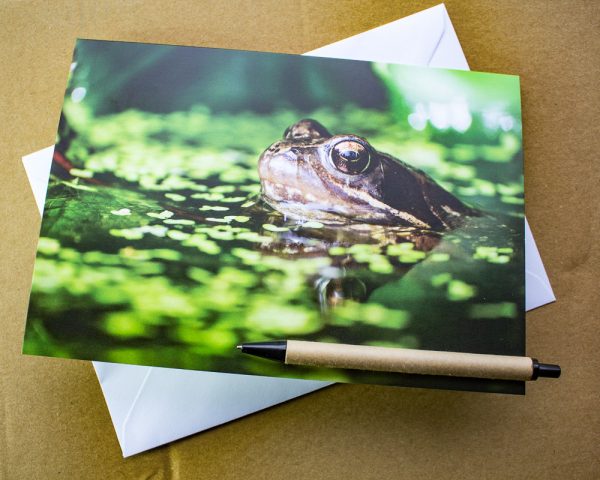 common frog photo card