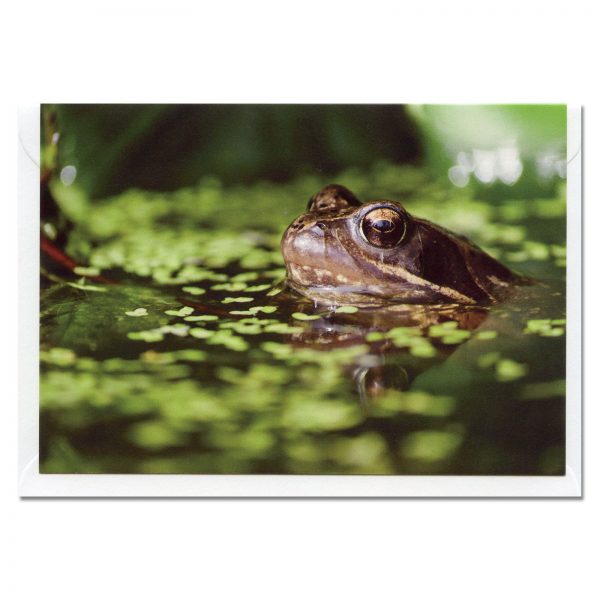 common frog photo card