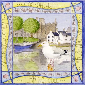 Herring gull kirkcudbright greetings card