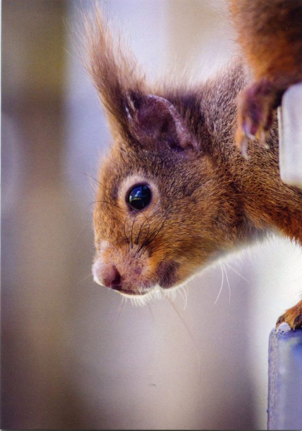 Red-squirrel-greetings-card