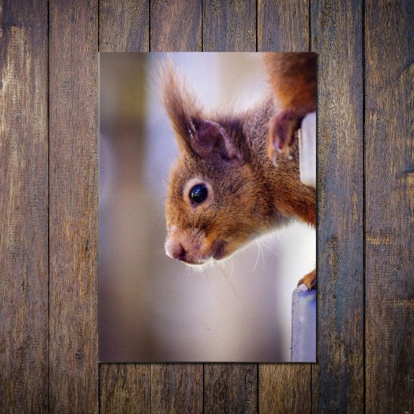 Red-squirrel-greetings-card