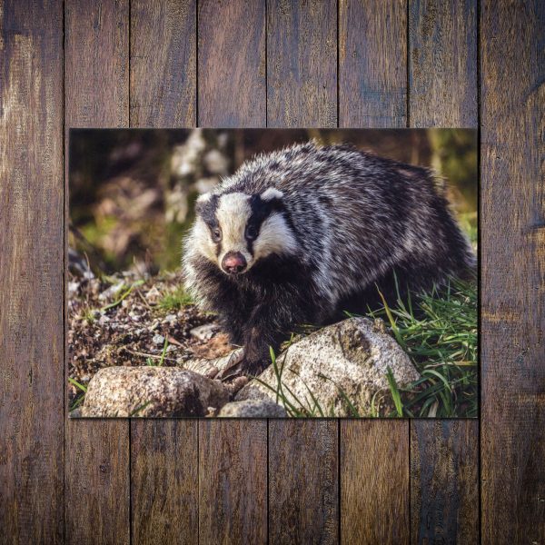 badger-greetings-card