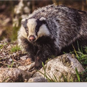 badger photo greetings card