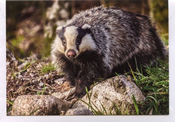 badger photo greetings card