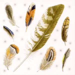 bird feathers greetings card
