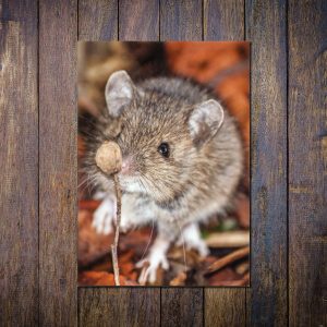 wood-mouse-greetings-card