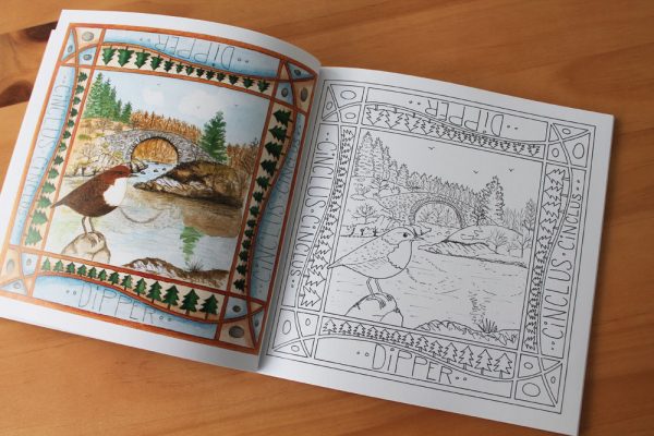 Dumfries and Galloway Wildlife Colouring Book
