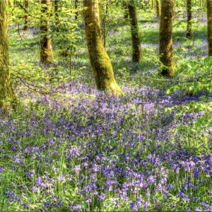 Bluebells-Cally-Woods photo card