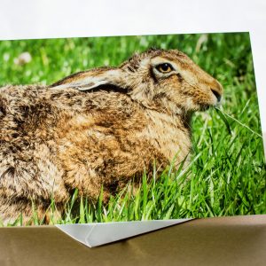 brown hare photo card