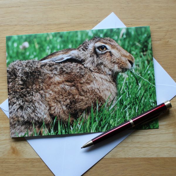 brown hare photo card