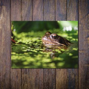 Common-Frog-Greetings-Card