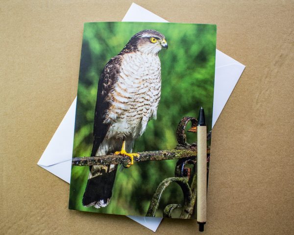 Sparrowhawk greetings card