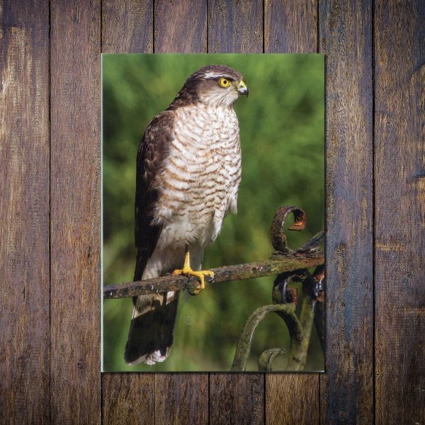 Sparrowhawk greetings card