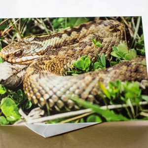 adder snake photo greetings card