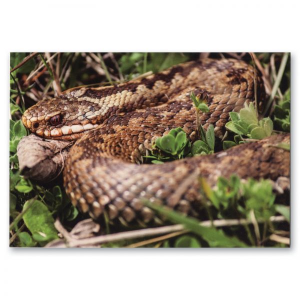 adder snake photo greetings card