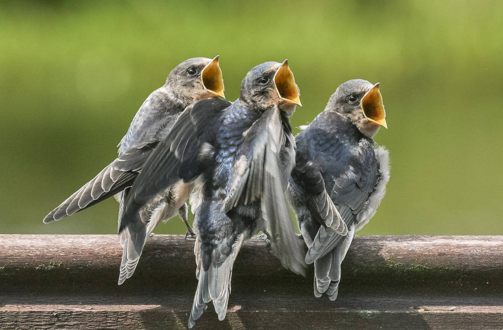 Young Swallows Photographic Greetings Card