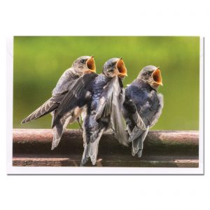 baby swallows photo card