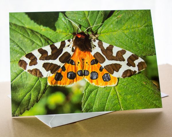 garden tiger moth photo card