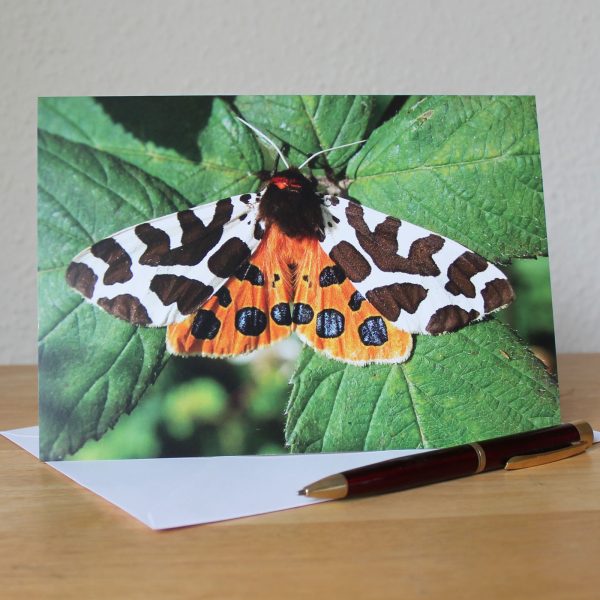 garden tiger moth photo card