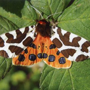 garden-tiger-moth-greetings-card