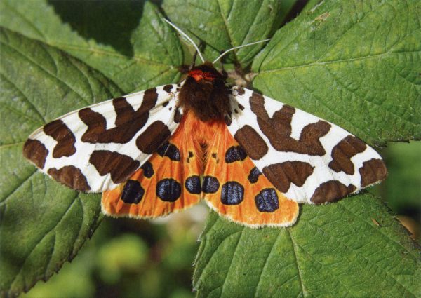 garden-tiger-moth-greetings-card