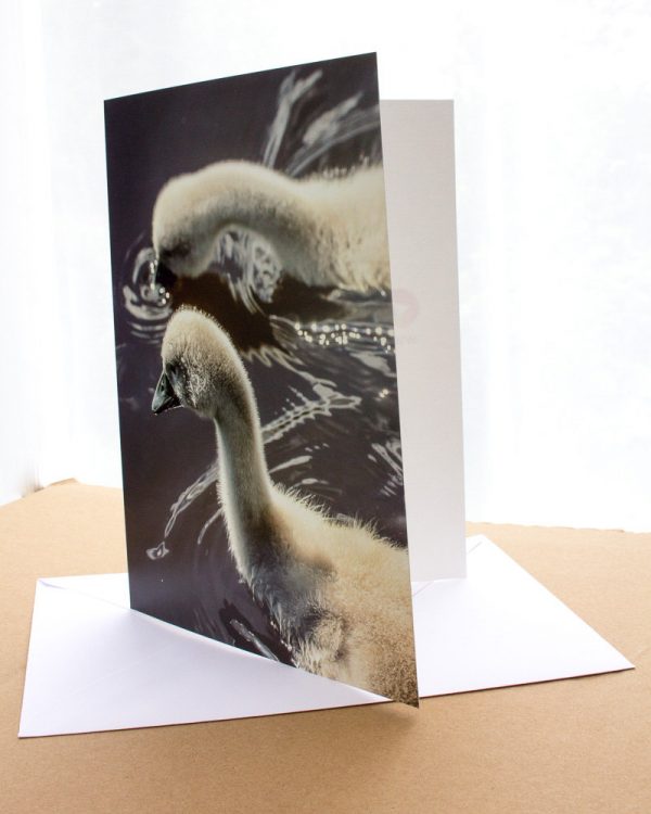 swan cygnets photo greetings card
