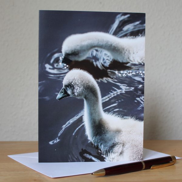 swan cygnets photo greetings card