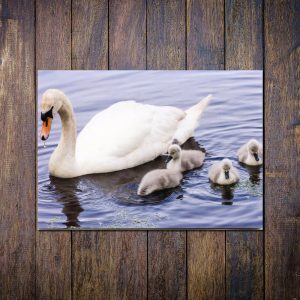 mute-swan-and cygnets card