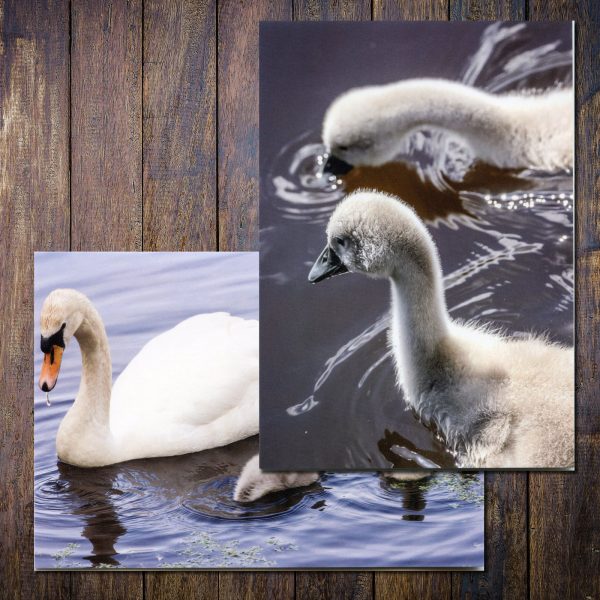 mute-swan-and cygnets cards