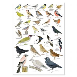 A4 bird poster