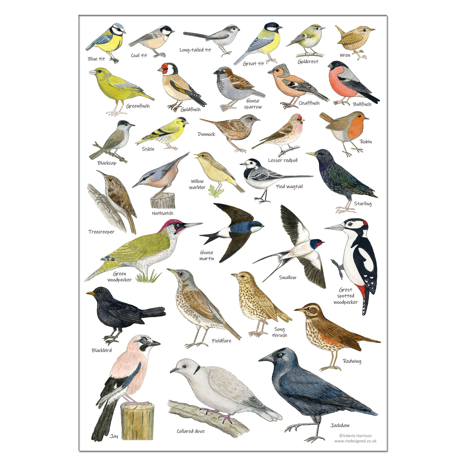 british-garden-birds-identification-a3-card-poster-art-print