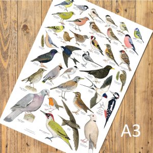A3-poster-garden-birds-poster 2026
