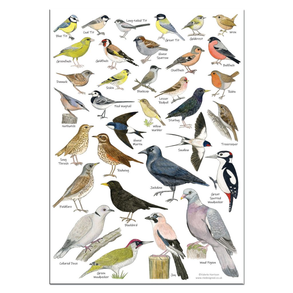 prey birds list