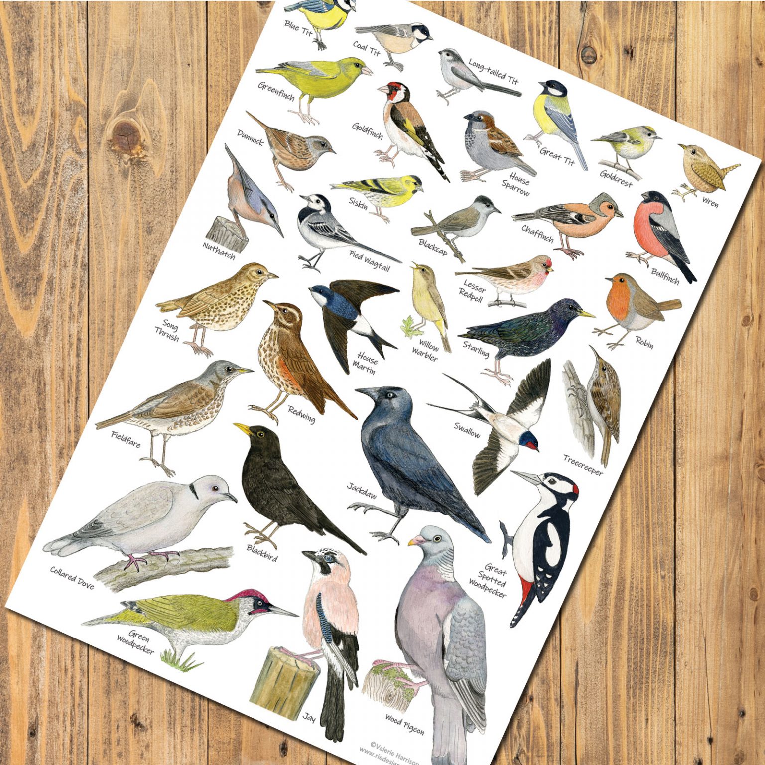 British Garden Birds Identification A3 Card Poster, Art Print