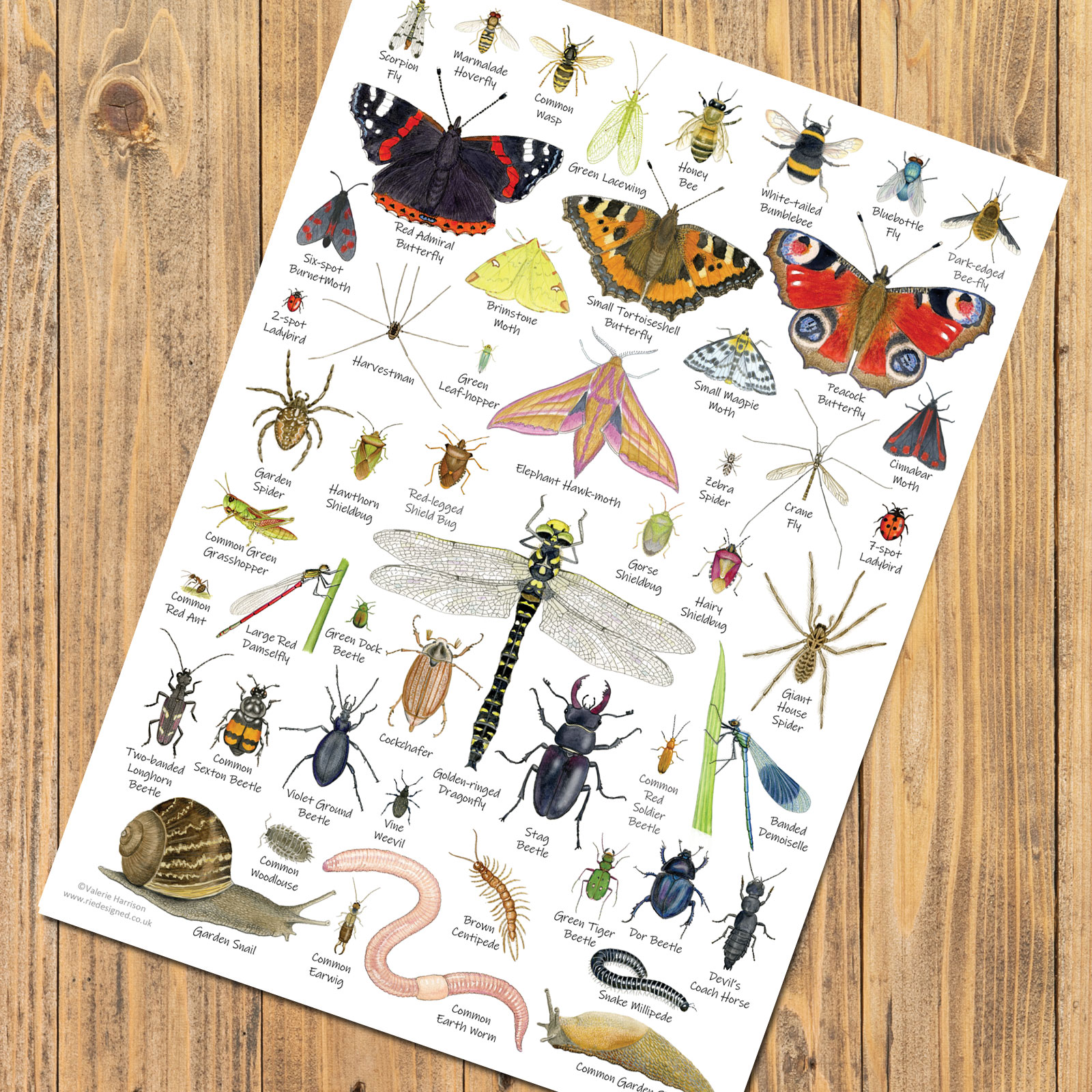 British Minibeasts Invertebrates Identification A4 Card Poster Art British Minibeasts Invertebrates Identification A4 Card Poster Art