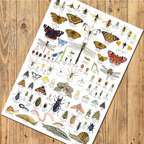 British Invertebrates Identification A3 Poster