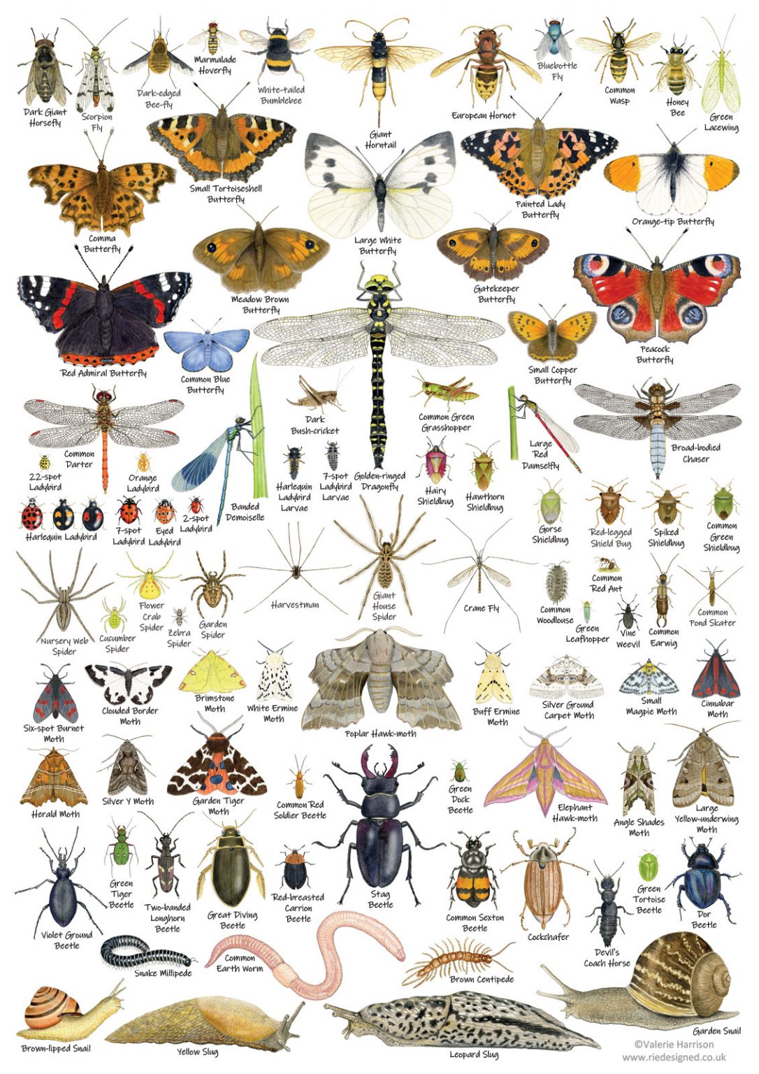 British Invertebrates Identification A3 Card Poster, Art Print