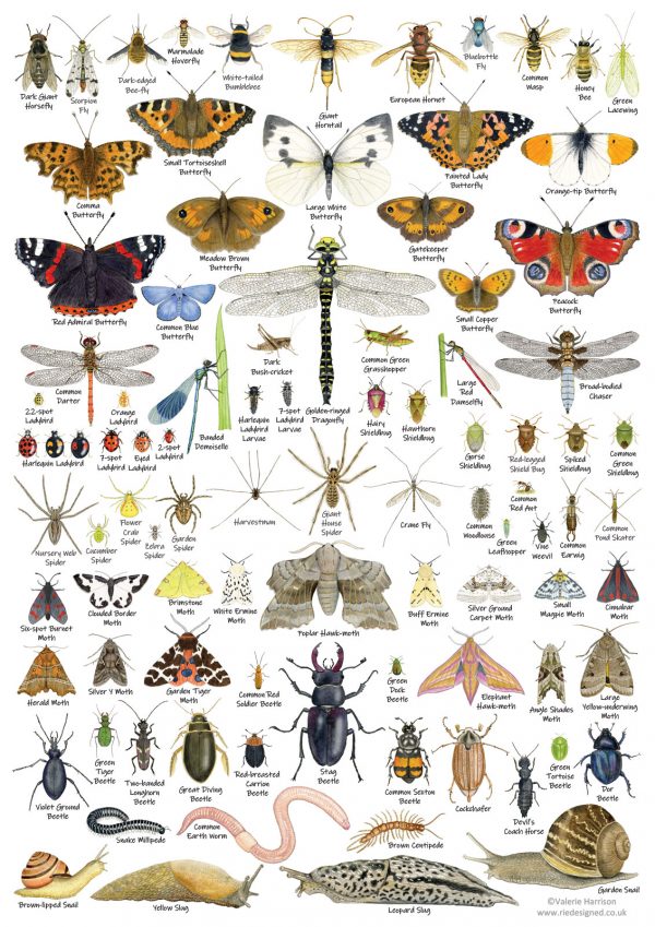British Invertebrates Identification A3 Poster