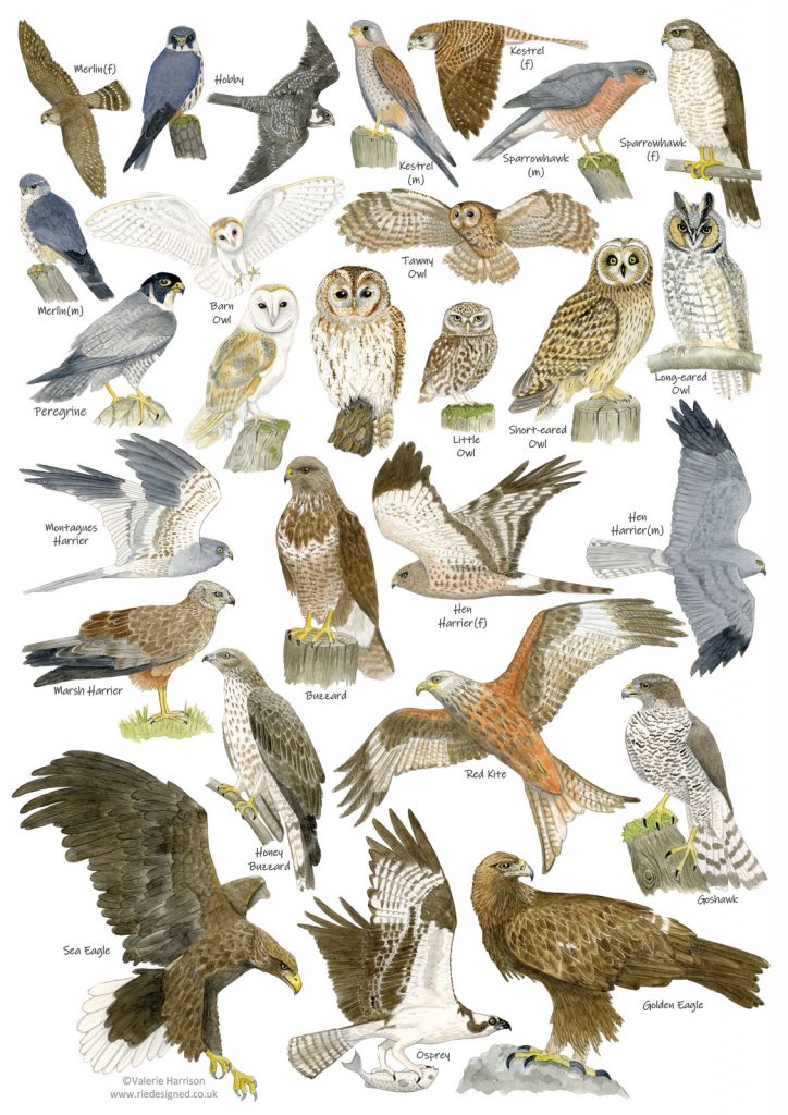 British Birds Of Prey And Owls Identification A3 Poster Art Print