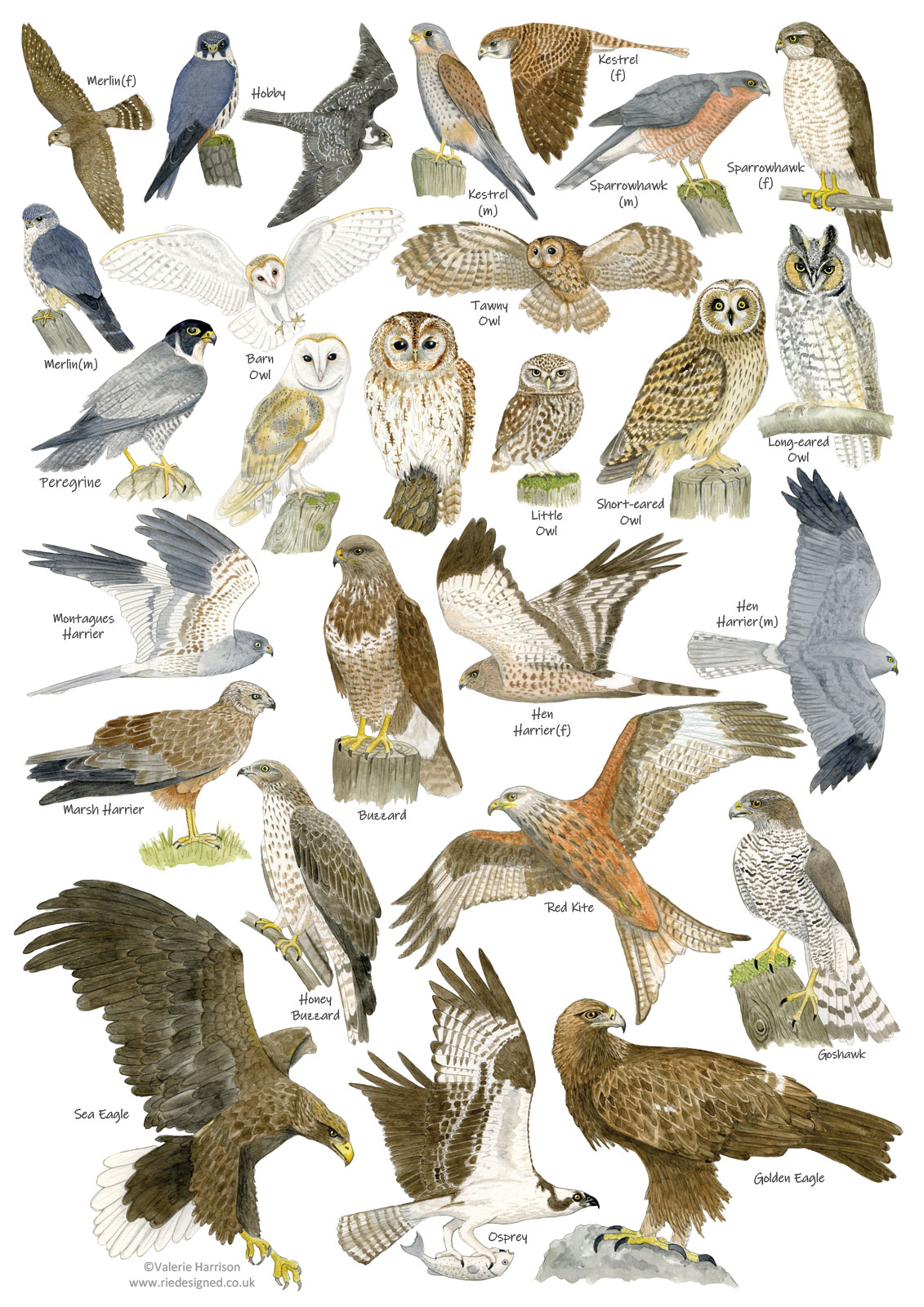 Uk Birds Of Prey Images 22 Types Of Hawks Legendary Birds Of Prey 