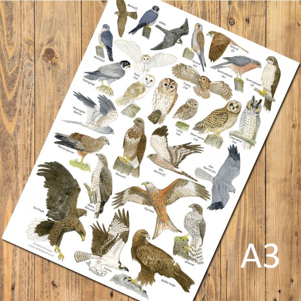 A3-poster-birds-of-prey-6