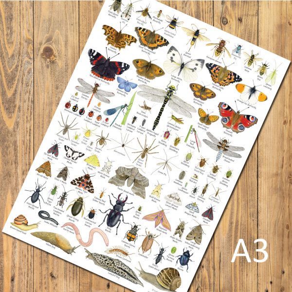 A3-poster-insects-invertebrates-bugs